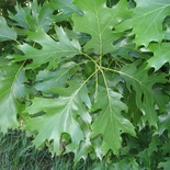 Quercus velutina