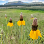 Prairie Coneflower