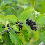 Rhamnus cathartica
