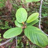 Cascara