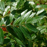 Rhus copallinum