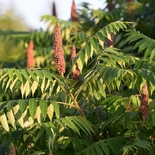 Rhus L.