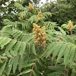 Rhus typhina