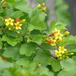 Golden Clove Currant