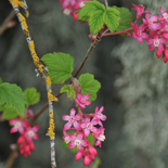 Red Flowering Currant