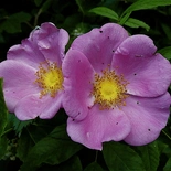Rosa carolina