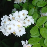 Rosa multiflora