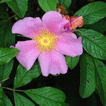 Rosa palustris