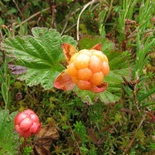 Rubus chamaemorus