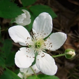 Rubus flagellaris