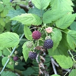 Rubus leucodermis
