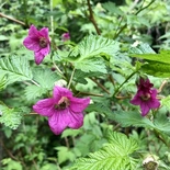Rubus spectabilis