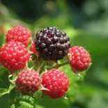Rubus L.