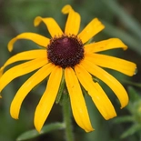 Black Eyed Susan