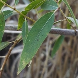 Salix gooddingii