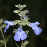 Salvia azurea