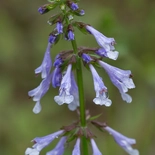 Lyre-leaf sage