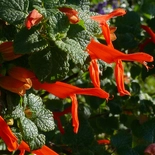 Mountain Sage