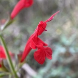 Cedar Sage