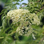 Common Elderberry