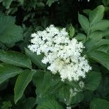 Sambucus L.