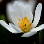 Sanguinaria L.