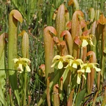 Sarracenia minor