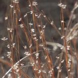 Little Bluestem Grass