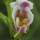 Scrophularia L.