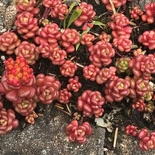 Oregon Stonecrop