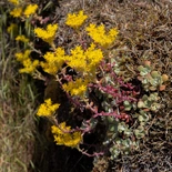 Broadleaf Stonecrop