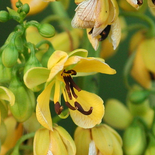 Senna marilandica