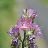 Checker Mallow