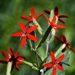 Silene regia