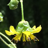 Silphium compositum