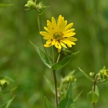 Silphium integrifolium