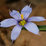 Sisyrinchium angustifolium