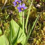 Blue-eyed Grass