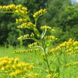 Canada Goldenrod