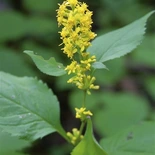Zigzag Goldenrod