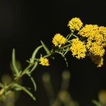 Early goldenrod