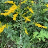 Solidago rugosa