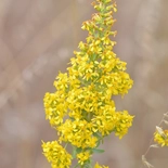 Showy Goldenrod