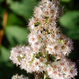 Meadowsweet