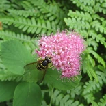 Sub Alpine Spiraea