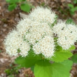 Shinyleaf Spirea