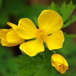 Wood Poppy