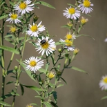Pacific Aster