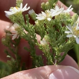 Symphyotrichum ericoides