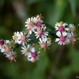 Symphyotrichum lateriflorum